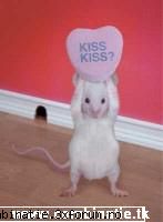 kiss kiss? kiss