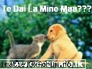 Pisica si Cainele - Pisica si cainele - (=- AVATARE -=)